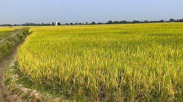 Tham quan cánh đồng Gò Duối mùa lúa chín và bến sông Vàm Cỏ Đông (Bến Kéo)