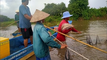 Kéo lưới vây bắt cá đồng mùa nước nổi của người dân miền Tây#loivlogmientay