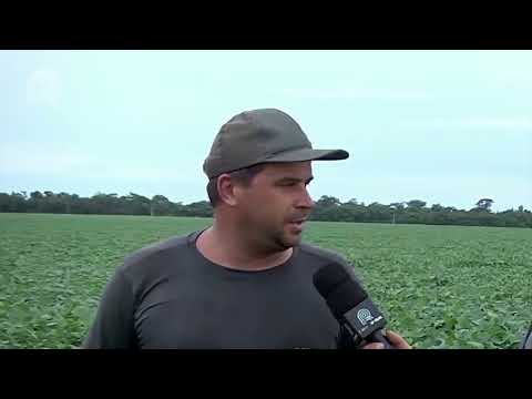 Soja Brasil | Lavouras de soja em Nova Mutum estão sendo castigadas pela baixa umidade | Canal Rural