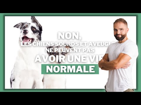 Vidéo: Comment aider un chien aveugle à s'adapter