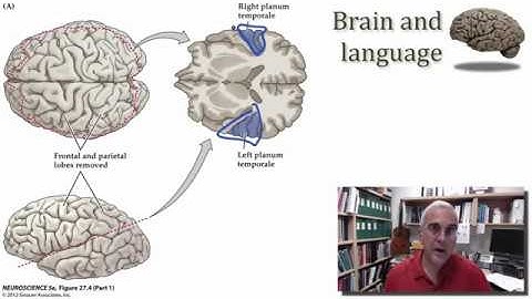 Associational Cortex of the Temporal Lobe part 5