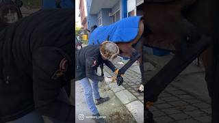Hırçın At Atlara Tırnak Bakımı Ürkiyem