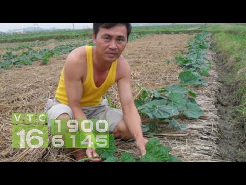 Video: Nấm Fusarium Bầu bí: Nhận biết Bầu bí Bằng Bệnh thối Fusarium