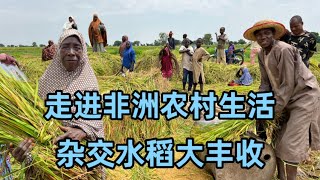 走进非洲农村生活杂交水稻迎来大丰收非洲农民解决了吃饭问题