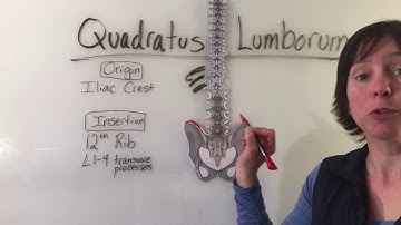 Quadratus Lumborum Muscle Anatomy