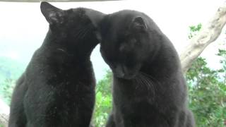 Black Majorca cats taking care of each other - Schwarze Katzen auf Mallorca