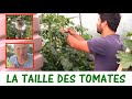 LA TAILLE DES TOMATES / Avec Damien et Olivier