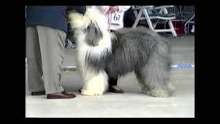 Applejem   Esposito Archive   Sundry Euro Show by Applejem Old English Sheepdogs 71 views 5 months ago 40 minutes