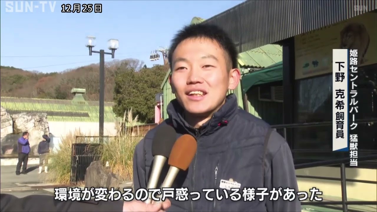 ホワイトライオン3頭が仲間入り　姫路セントラルパーク