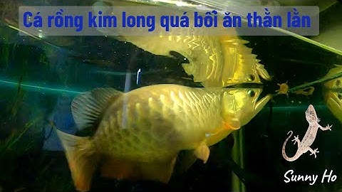 Cá rồng kim long ăn thằn lằn