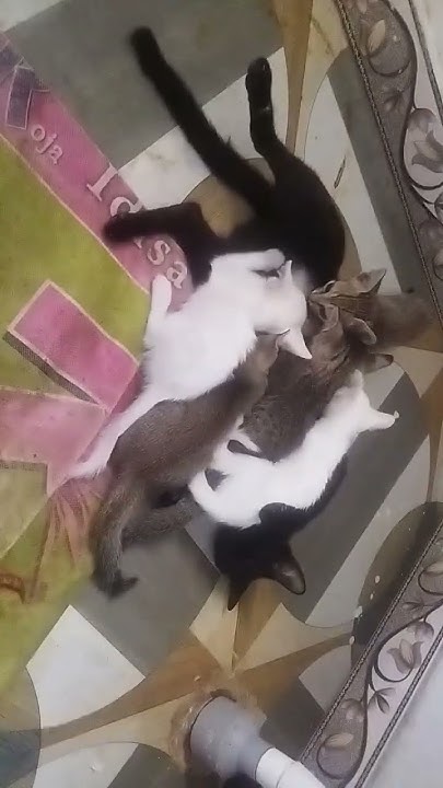 1-2-plus-3-free-adopted-cats-youtube