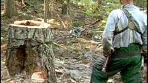 Logging:  Rigging a Guyline part 2