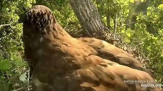 Decorah Eagles 6-24-23, 7:11 am DH2 hops to the cam branch, flies back down