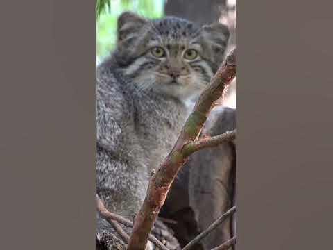 Котенок манула. - YouTube