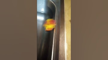 my pet duck adam #duck #lego #swim