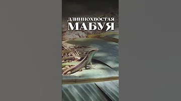 Мой сосед – ящерица Сцинк