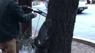 Beautiful Grey Fox Climbs Up Tree And Runs Across People’s Roof