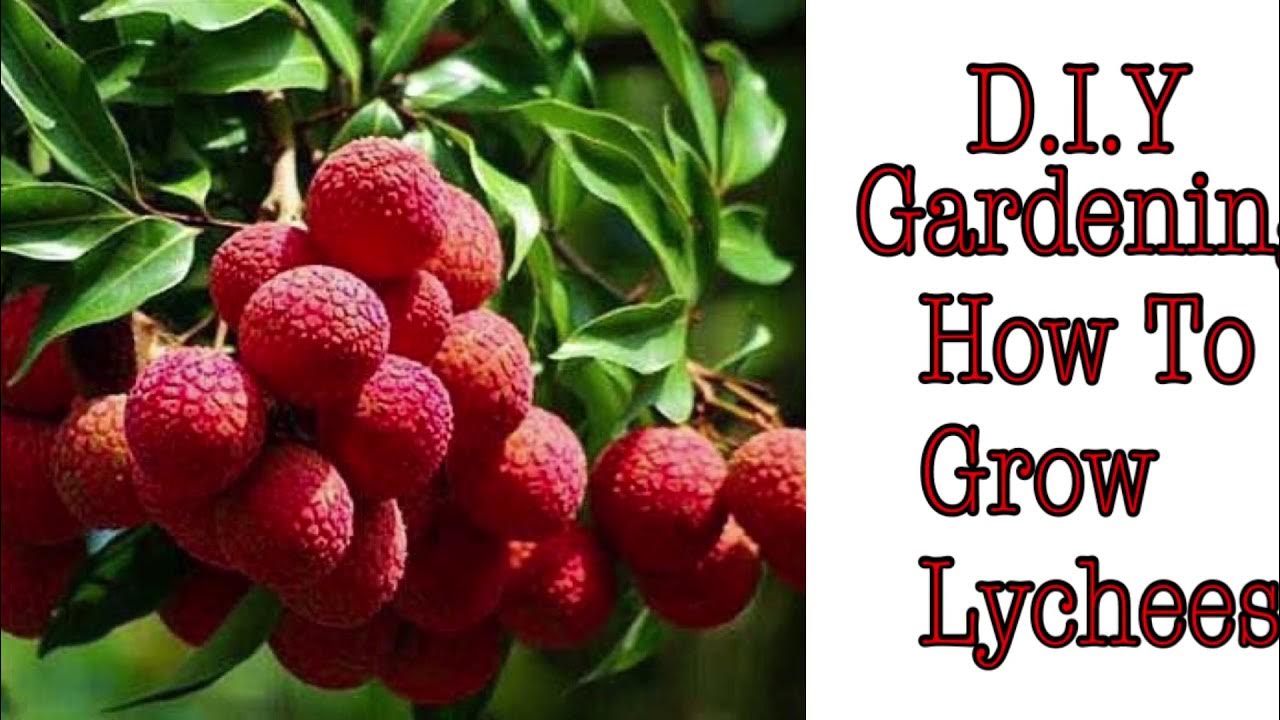 How to Grow Lychees at Home YouTube How to Grow Lychees at Home YouTube