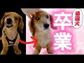 【保護犬 卒業シャンプー】老犬噛みつきダックスがこんなに変わりました。