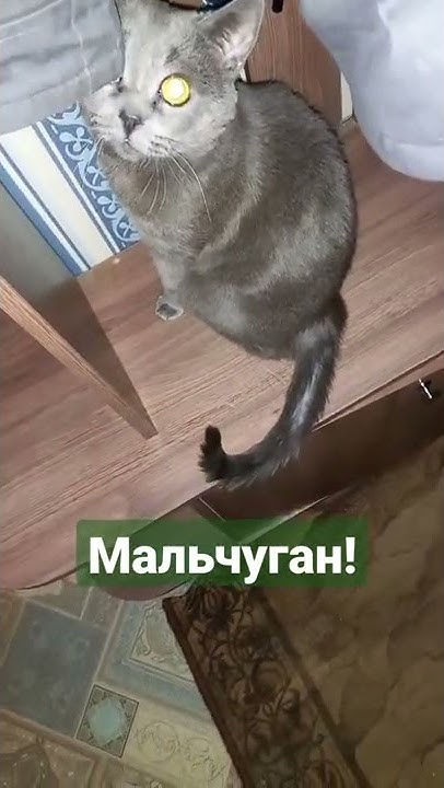 Мальчуган!🐈 - YouTube
