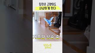 칭찬은 고양이도 사냥하게 한다