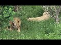 Беляшик рядом со своим наставником) Тайган Lions in Crimean Taigan