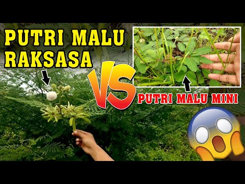 Video: Mimosa Yang Tumbuh Dengan Malu-malu (Mimosa Pudica)