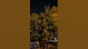 تلاوة عطرة بصوت القارىء طارق الفهيقي  ..