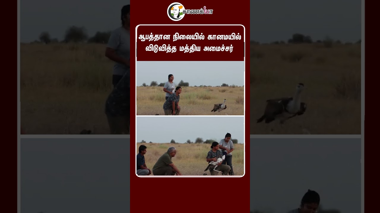 ⁣ஆபத்தான நிலையில் கானமயில் விடுவித்த மத்திய அமைச்சர் | #shorts | #chanakyaa