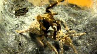 Ceratogyrus Darlingi Mating - 2Nd Season