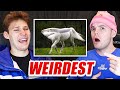 Reacting To The WEIRDEST Videos On The INTERNET!