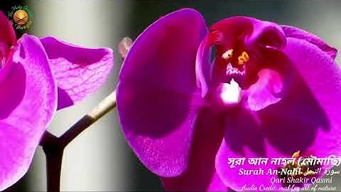 16.সূরা আন নাহল _ Surah An Nahl _ سورة النحل _ মৌমাছি _ Qari Shakir Qasmi _ The Holy Quran in Bangla