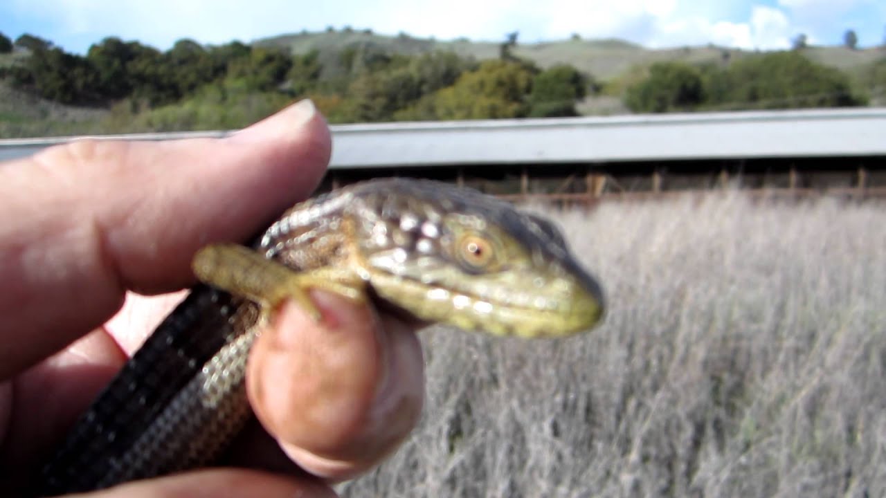 rat snakes in alabama Brian Gundy Out Herping On 3/28/12 (Part 1)