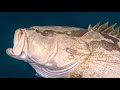 【魚突き】過去の漁獲4【Spearfishing in JAPAN】