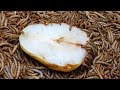 Pear vs mealworms time lapse