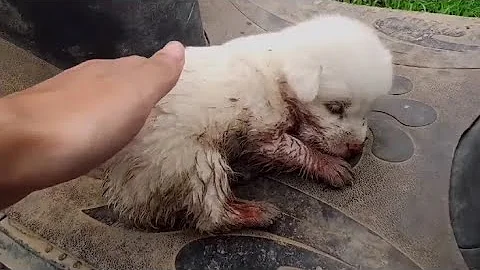 好心的小姐姐從垃圾桶裡撿到一隻沒睜眼的小奶狗，每天悉心照顧，狗狗健康成長，使它成為世上最幸福的狗狗！ - 天天要聞