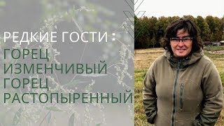 Редкие гости : горец изменчивый и горец растопыренный /Наталья Самойленко/