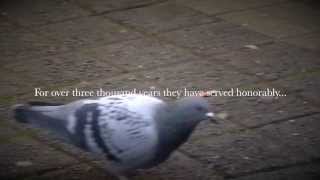 Messenger Pigeons