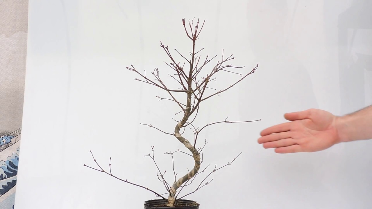 Vídeo 360º Bonsái Acer Palmatum Deshojo. Arce Japonés Deshojo. ACP98de
