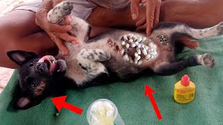 Remove A Lot Of Mango Worms