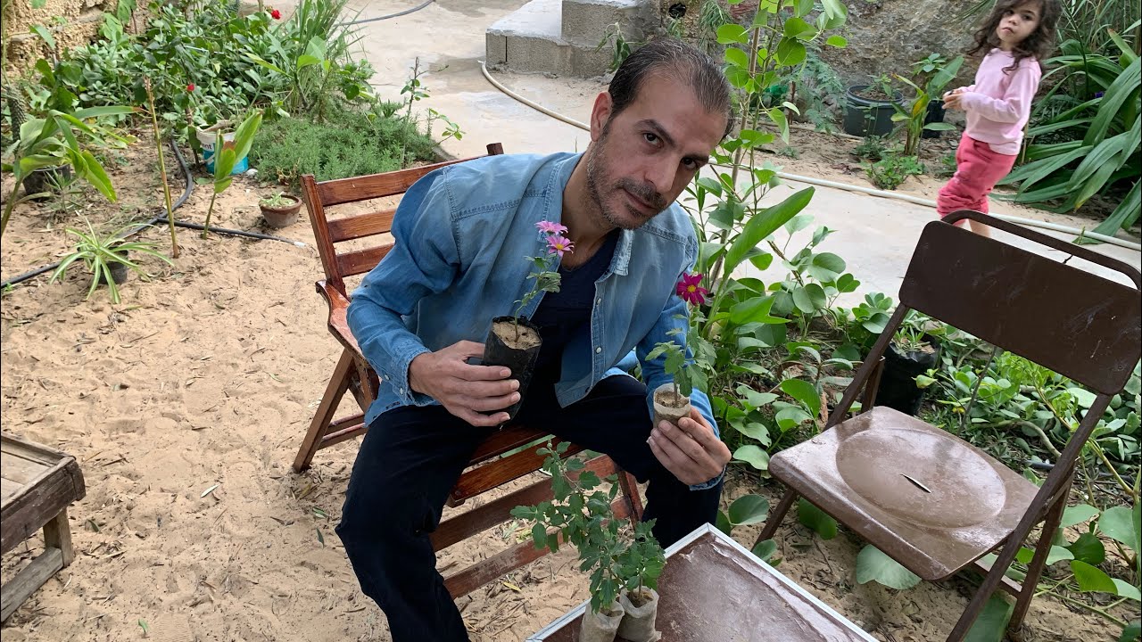 ( اقحوان زهرة الغريب ) تجذير وإكثار بقمة السهولة والسرعة وكيفية زراعتها والعناية بها