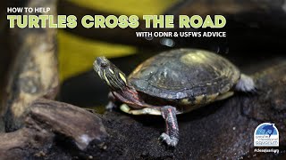 How to Help Turtles Cross the Road