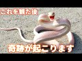 突然、この動画が表示された方は幸運の持ち主です。これはあなたを幸福へと導く動画です。これが観れたあなたには、この後、奇跡が起こります。