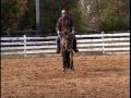 Candy Bar Investment Appaloosa Mare For Sale