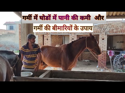 वीडियो: घोड़ों में सिर हिलाना