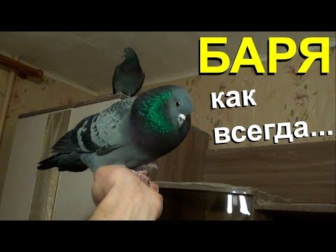 Все голуби как голуби, а Баря как всегда...