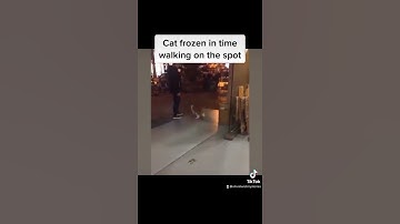Cat frozen in time walking on the spot, glitch in the matrix or another explanation? #glitch #cat