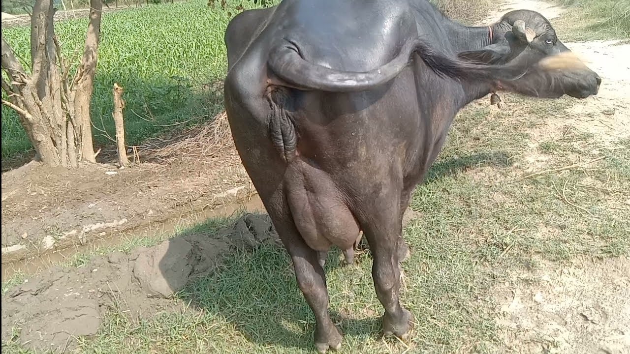 beautiful buffalo neeli Ravi for sale on YouTube in Pakistan
