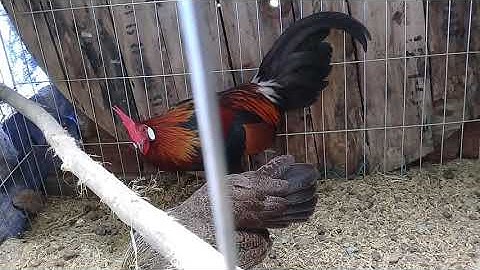 Chia sẻ kinh nghiệm thuần gà rừng rặc mới bẫy về |Gà Rừng Miền Núi