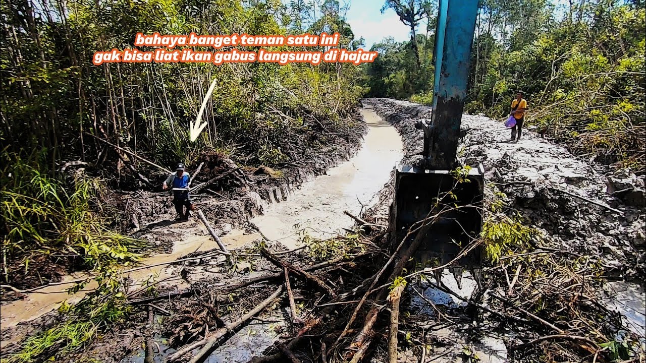 bikin parit selalu membawa rezeki ikan di mana mana